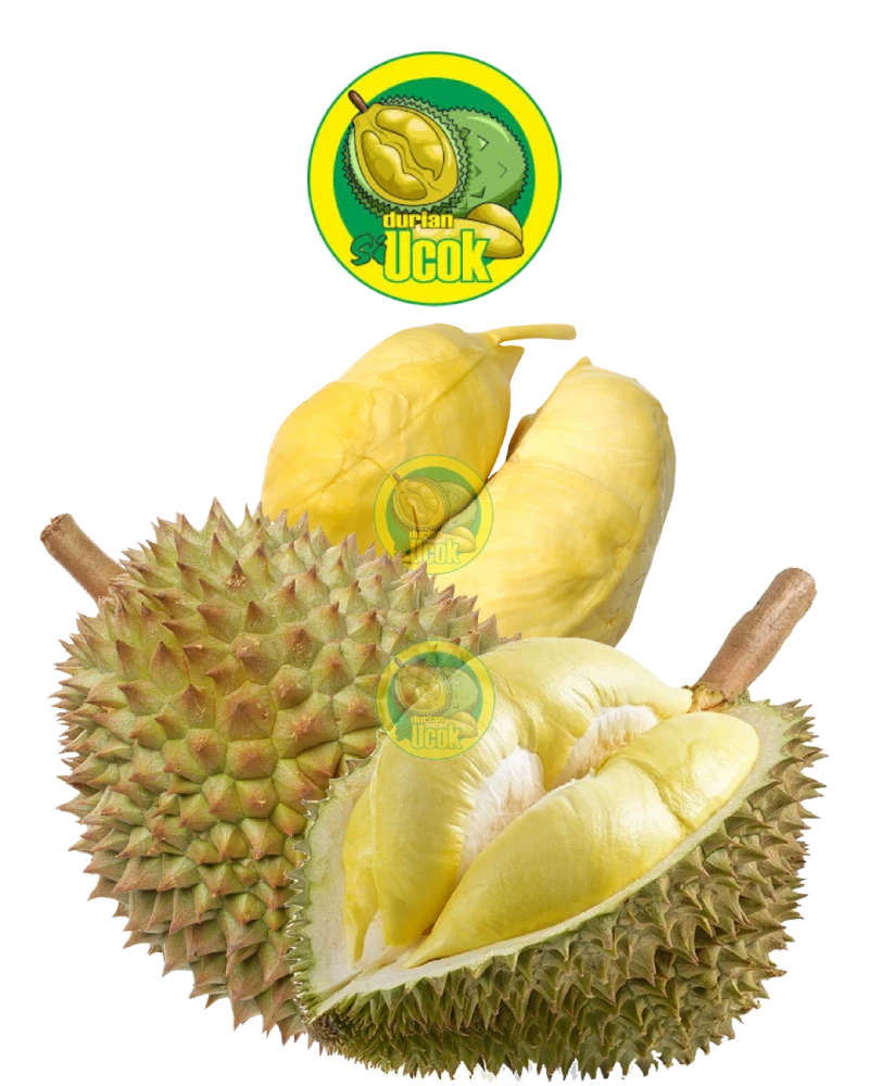 Durian si Ucok